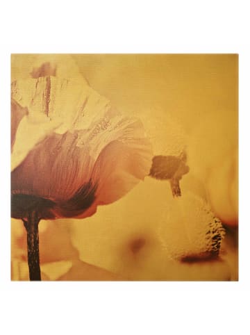 WALLART Leinwandbild Gold - Zartrosane Mohnblüte mit Wassertropfen in Rosa