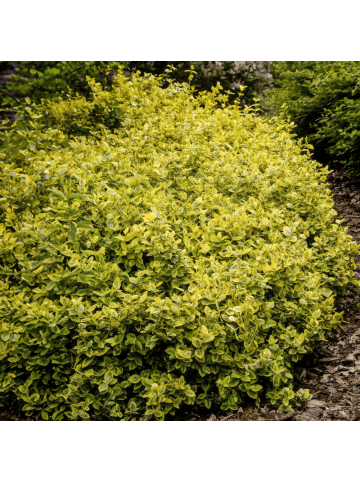 NatureNest 6 Gelbe Spindelstrauchpflanzen  Euonymus 'Emerald 'n Gold'  