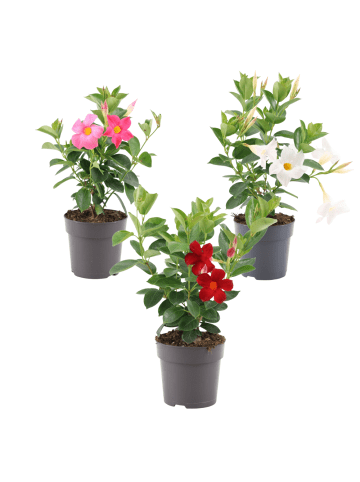 NatureNest Mandevilla Mix Set 3 Dipladenia für Balkon und Terrasse