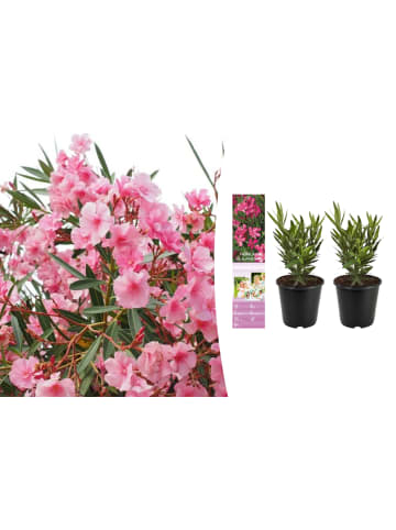 OH2 2er-Set: Tropische Oleanderpflanzen in Pink