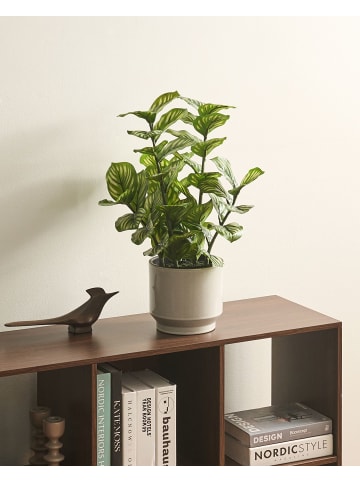 Beliani Kunstpflanze ORBIFOLIA in Grün/Schwarz - (W) 28 x (H) 50 x (L) 28 cm