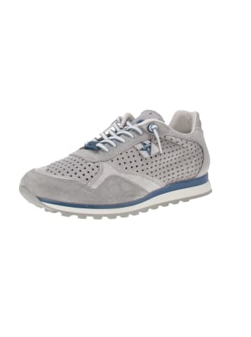 Cetti Sneaker low C-848 EXP V25 in Grau