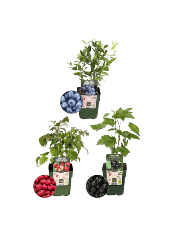 NatureNest Bio Fruchtpflanzen Mix Set 3 verschiedene Sorten