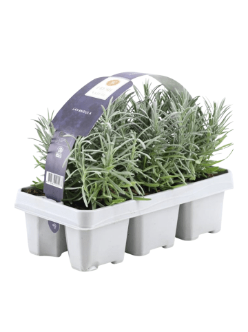 NatureNest 6 Lavendelpflanzen Lavandula angustifolia in Blau Topf 7 cm Höhe 15 cm