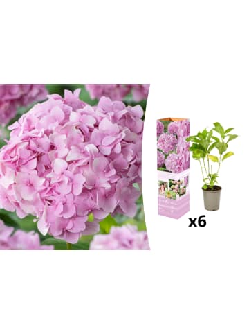 GARDENZO 6er-Set: Hortensie (Hydrangea macrophylla) in Rosa