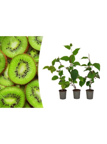 GARDENZO 3er-Set: Kiwi Jenny 