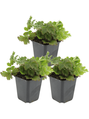 NatureNest 3 Waldsteinia ternata Pflanzen in Gelb Topf 9 cm Höhe 15 cm