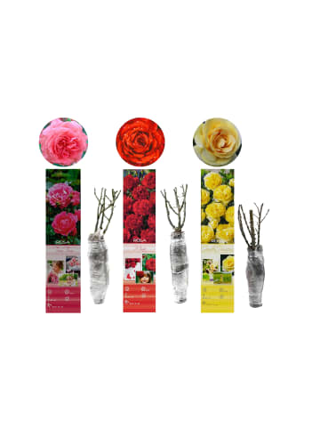 GARDENZO 3er-Set: Polyantha Rosen Mix in Bunt