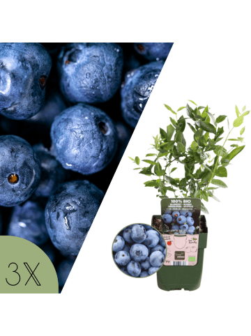 NatureNest Heidelbeeren Set 3 Vaccinium corymbosum bio