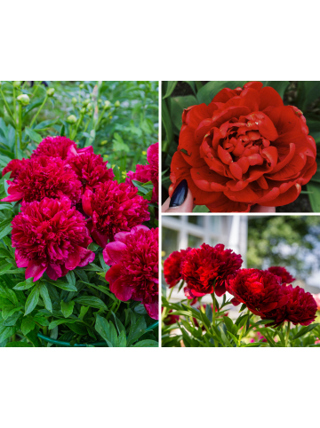GARDENZO 6er-Set: Pfingstrose (Paeonia lactiflora) in Rot