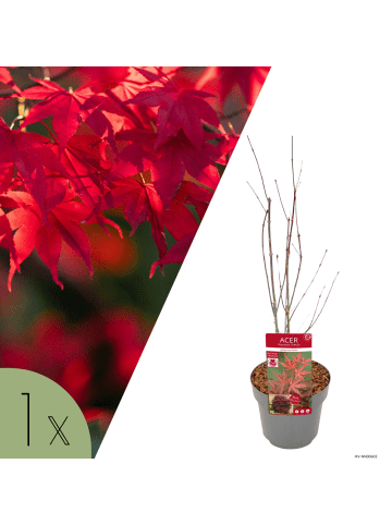 NatureNest 1 Acer palmatum Atropurpureum Ahornpflanze in Rot Topf 19 cm Höhe 50 cm
