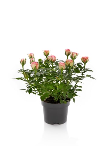 MeinVIPShop Romantische Rosen im 2er Set 27cm