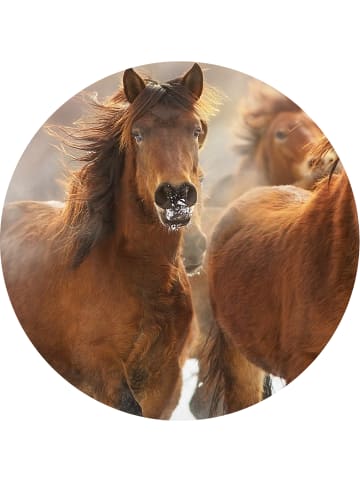 JACK 2 tlg. Flanell Bettwäsche 135x200cm Pferde Welt in Braun