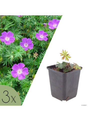 NatureNest 3er: Set Geranium sanguineum Pflanzen in Lila