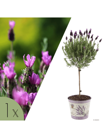 NatureNest Lavandula stoechas Anouk Hochstamm in Lila