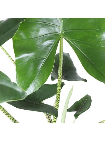 MeinVIPShop Pfeilblatt Alocasia zebrina 70cm XXL Zimmerpflanze