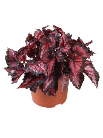 MeinVIPShop Blattbegonie Inca Night 35cm Zimmerpflanze