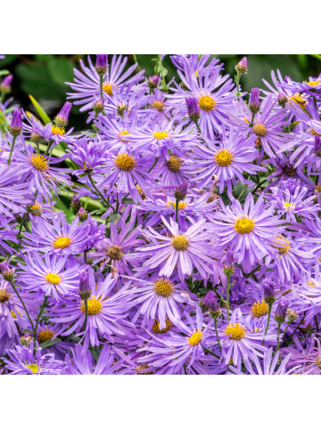 NatureNest 3er-Set: Aster frikartii Mönch Staude winterhart in Violett