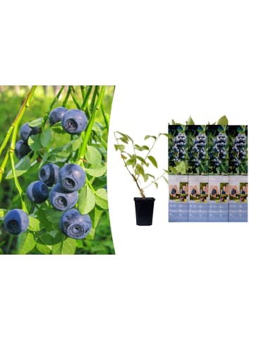 GARDENZO 4er-Set: Blaubeere in Blau