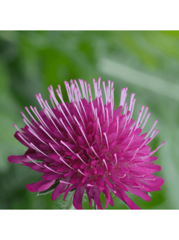 NatureNest 3er-Set: Liatris spicata Staude mehrjährig winterhart in Violett