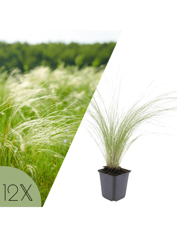 NatureNest Federgras Ponytails Set 12 Stipa tenuissima winterhart