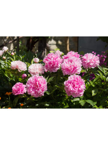 GARDENZO 3er-Set: Pfingstrose (Paeonia lactiflora) in Rosa
