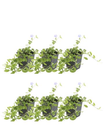 NatureNest 6 Vinca minor Pflanzen in Blau Topf 9 cm Höhe 15 cm