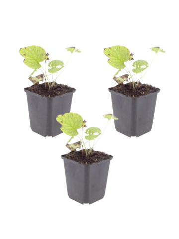 NatureNest 3er-Set: Brunnera Jack Frost Schattenpflanze winterhart in Blau