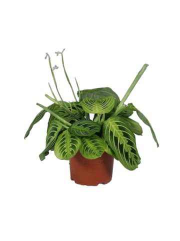 MeinVIPShop Maranta leuconeura Lemon Lime 2er Set