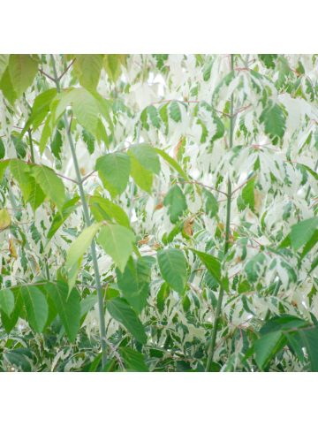 NatureNest 2 Acer palmatum Butterfly Ahornpflanze in Grün Topf 15 cm Höhe 30 cm