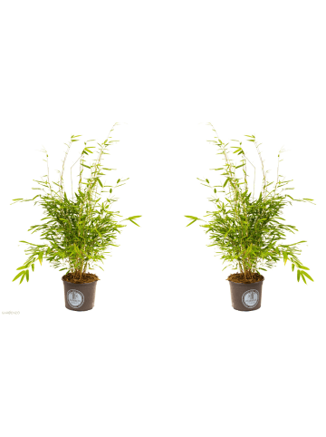 GARDENZO 2er-Set: Fargesia (Schrimbambus) Large nicht wuchernd