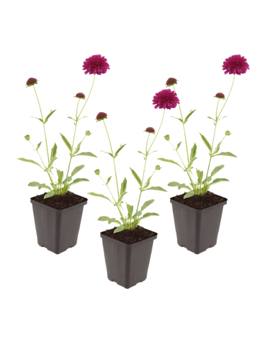 NatureNest 3 Knautia macedonica Pflanzen in Rot Topf 9 cm Höhe 15 cm