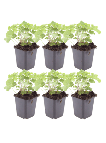 NatureNest 6er: Set Alchemilla mollis Pflanzen in Grün