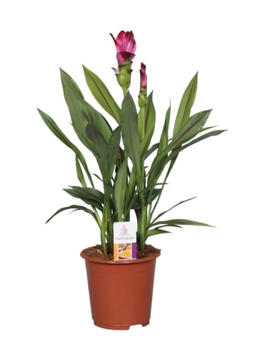 MeinVIPShop Siam Splash 65cm violett