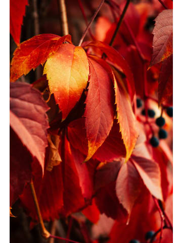 GARDENZO 3er-Set: Parthenocissus quinquefolia in Bunt