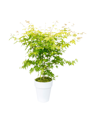 NatureNest Acer palmatum Orange Dream Ahornpflanze in Gelb