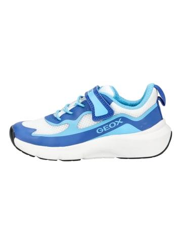 Geox Sneaker in Weiß/Blau