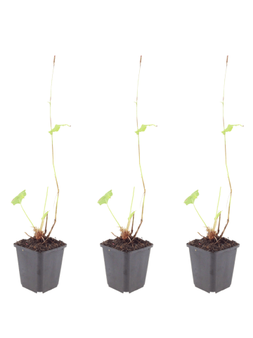 NatureNest 3er: Set Persicaria affinis Superba Pflanzen in Rosa