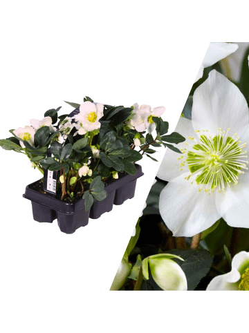 NatureNest Set mit 6 Weihnachtsrosenpflanzen