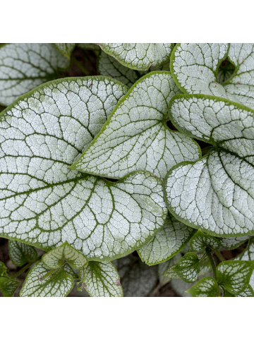 NatureNest 3er: Set Brunnera macrophylla Jack Frost Pflanzen in Blau