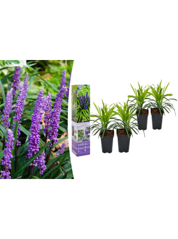 GARDENZO 8er-Set: Leliengras Liriope Muscari in Lila