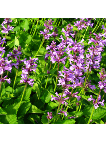 NatureNest 3er-Set: Stachys monieri Hummelo Staude mehrjährig in Violett