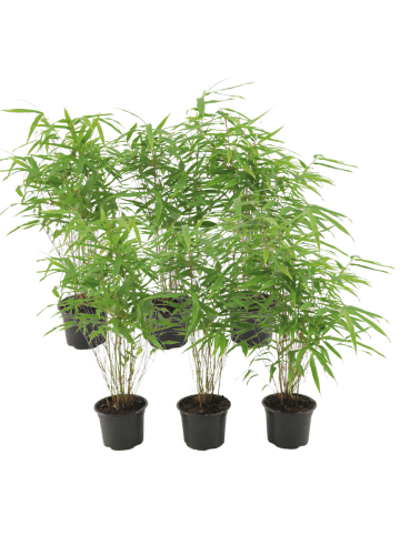 NatureNest Bambus Rufa Set 6 Fargesia 13 cm nicht wuchernd