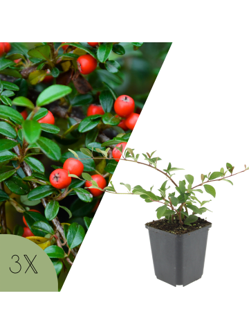 NatureNest 3er:Set Cotoneaster dammeri Pflanzen in Grün