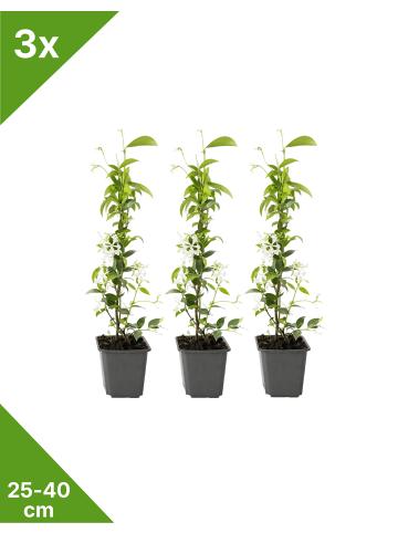 GARDENZO 3er-Set Sternjasmin 25-40cm