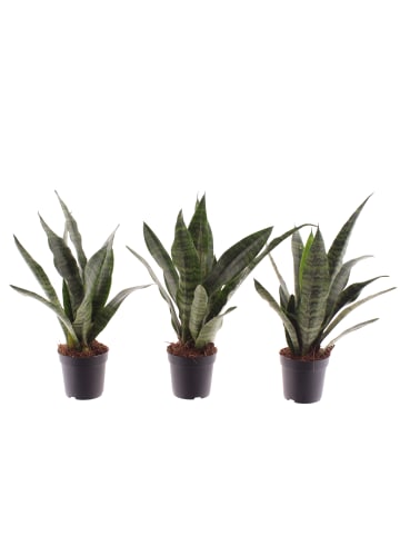 MeinVIPShop Bogenhanf Sansevieria trifasciata Black Coral 3er Set