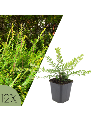 NatureNest 12 Lonicera nitida Maigrün Pflanzen in Grün Topf 9 cm Höhe 15 cm