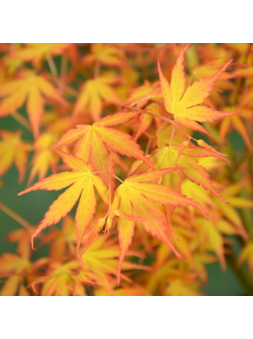 NatureNest Acer palmatum Katsura Ahornpflanze in Gelb