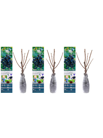 GARDENZO 3er-Set: Beeren in Schwarz