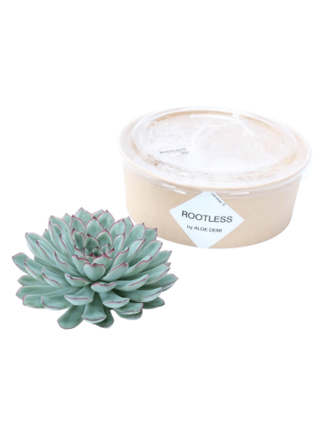 NatureNest 1 Sukkulente Echeveria Pulidonis in Grün Topf 12 bis 14 cm Höhe 5 cm